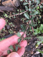 Ceanothus sonomensis