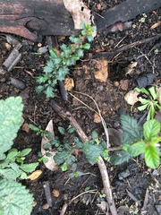 Ceanothus sonomensis