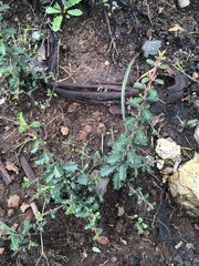 Ceanothus sonomensis