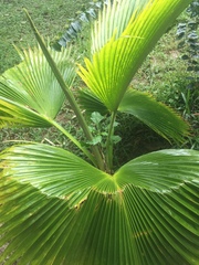 Pritchardia