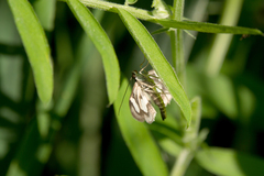 Anania luctualis