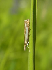 Crambus pascuella