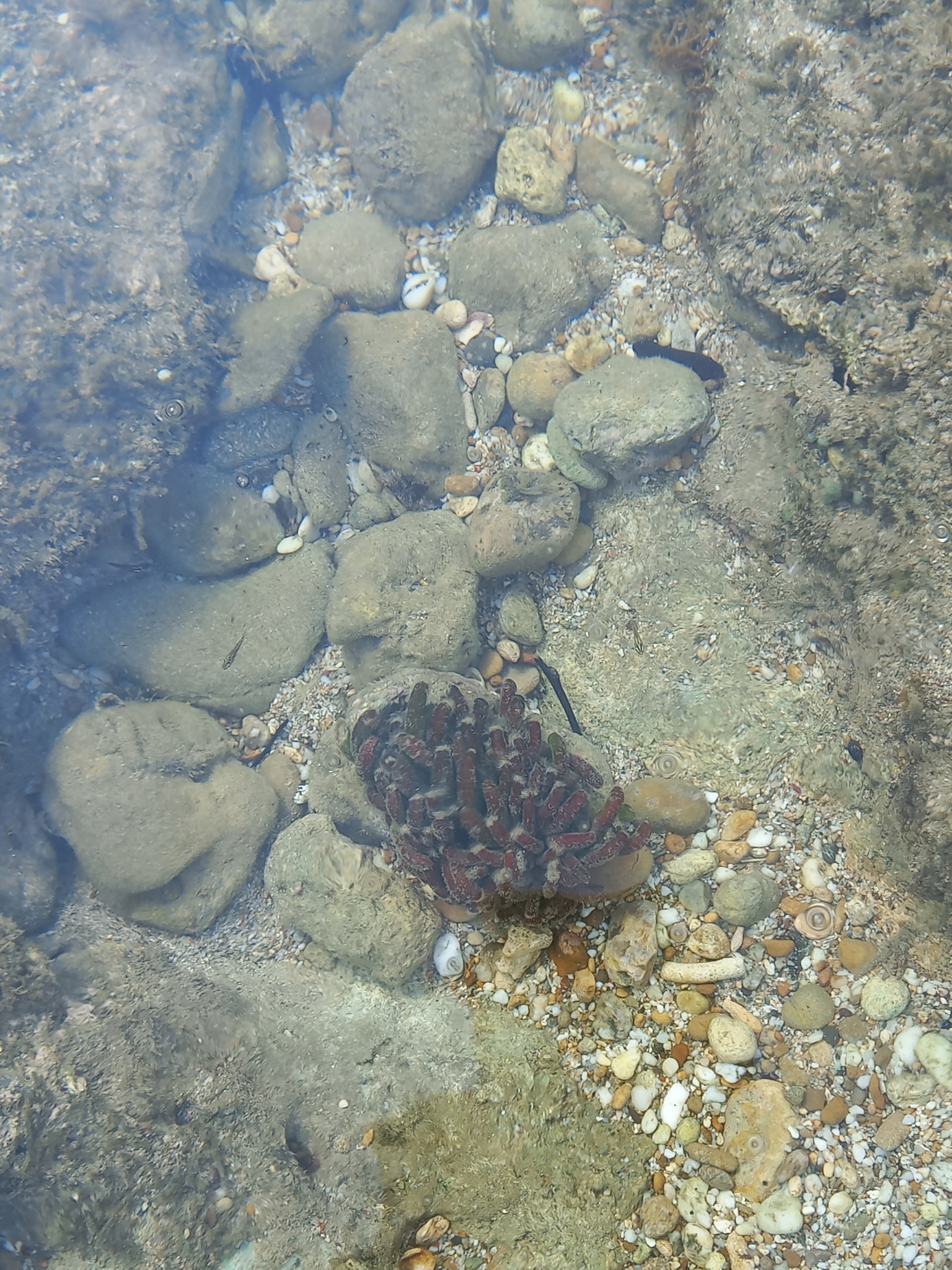 Bornetella nitida