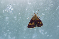 Pyrausta aurata