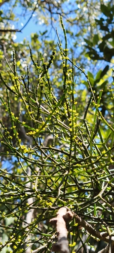 Korthalsella platycaula observed 2023-09-30