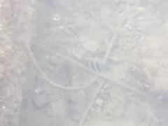 Abudefduf abdominalis