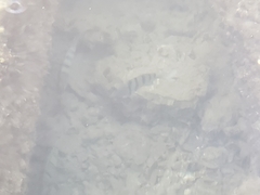 Abudefduf abdominalis