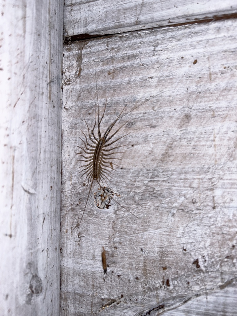 House Centipede from Clark Ave, Raleigh, NC, US on October 5, 2023 at ...