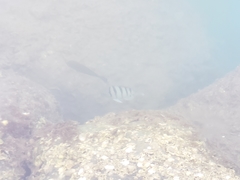 Abudefduf abdominalis