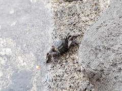 Metopograpsus thukuhar