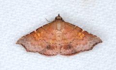 Corgatha omopis