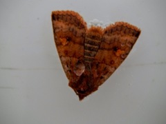 Eupsilia tristigmata