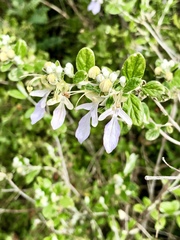 Teucrium fruticans
