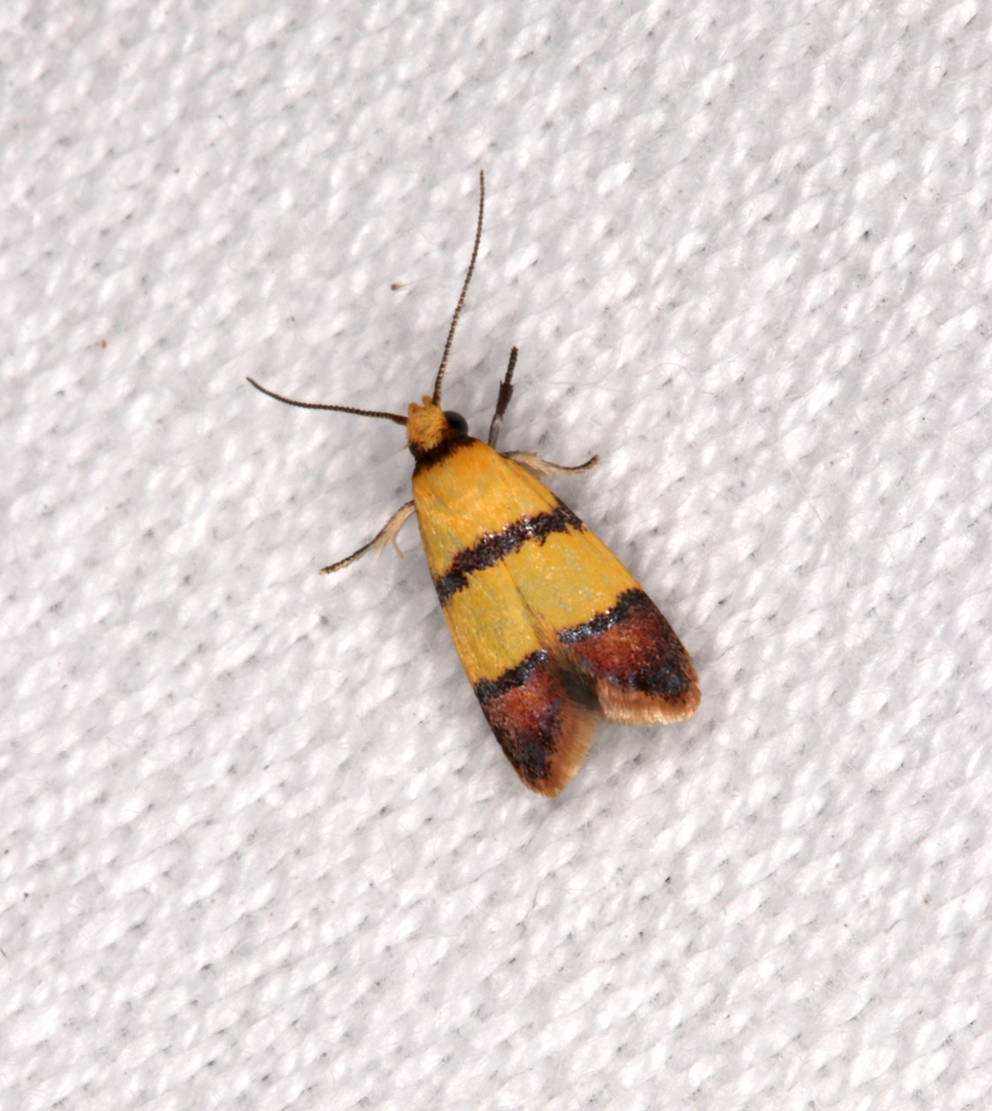 Heteroteucha distephana