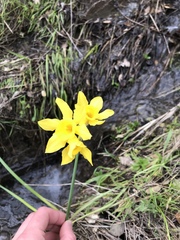 Narcissus × odorus