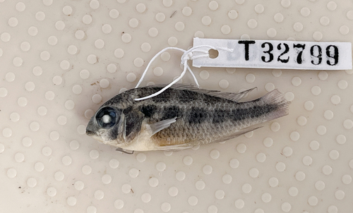Checkerboard cichlid (Crenicara punctulatum) — Cichlidae