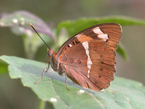 Euthalia nais