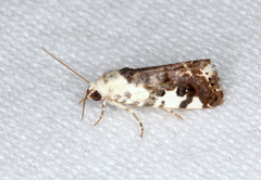 Acontia nivipicta