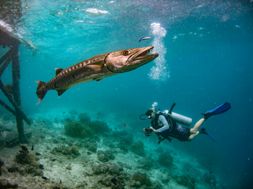Great Barracuda