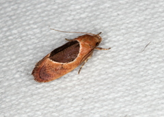 Hoplomorpha abalienella