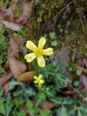 Ranunculus sierrae-orientalis