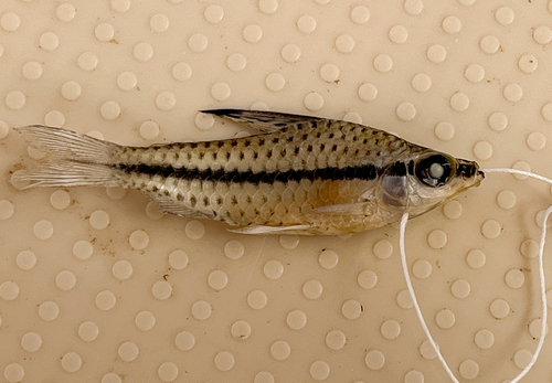 Spotted headstander (Chilodus punctatus) — Chilodontidae — 4