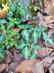 Ranunculus sierrae-orientalis