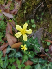 Ranunculus sierrae-orientalis