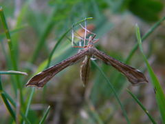 Gillmeria pallidactyla