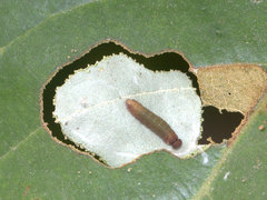 Coladenia indrani