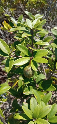 Image of Bonellia macrocarpa by (c) Juan Carlos A. Fierro, some rights reserved (CC BY-SA)