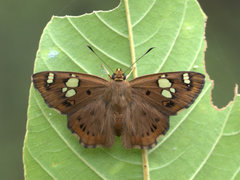 Coladenia indrani
