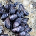 Little Black Mussel - Photo (c) temmitt, some rights reserved (CC BY-NC), uploaded by temmitt