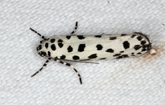 Ethmia clytodoxa