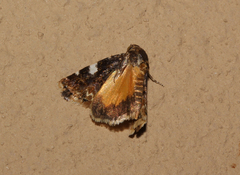 Acontia imitatrix