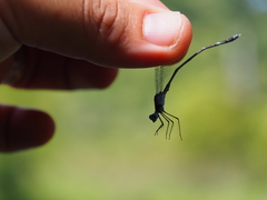 Lestes praemorsus