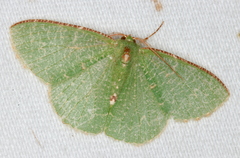 Eucyclodes metaspila