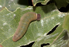 Coladenia indrani