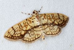 Haritalodes