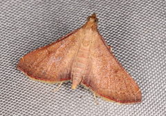 Endotricha ignealis