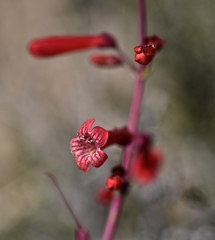 Penstemon utahensis