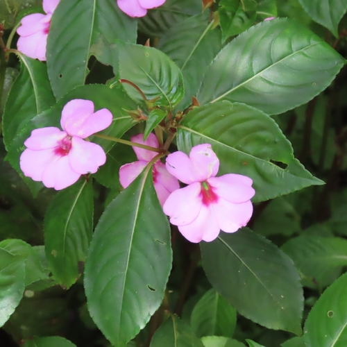 Image of Impatiens flaccida by (c) Suanne Pyle, some rights reserved (CC BY)