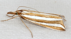 Hednota bivittella