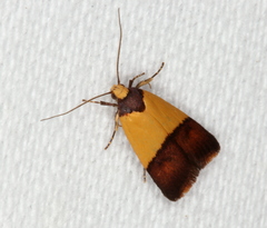 Heteroteucha dichroella