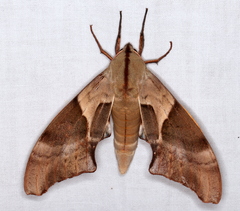 Coequosa australasiae