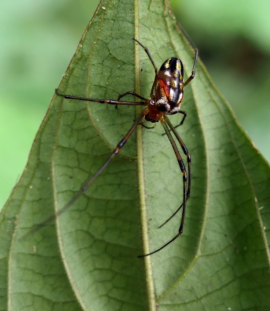Orchard Spiders and Allies from Zona rural de Paudalho - Pernambuco on ...