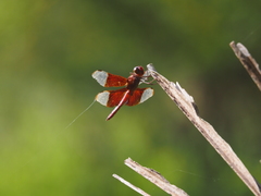Camacinia gigantea