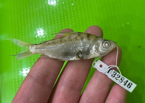 Curimata vittata — Curimatidae — 2