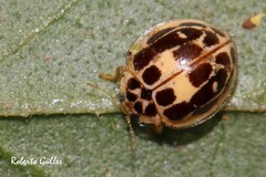 Psyllobora confluens