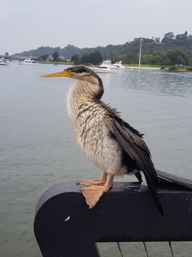 Anhinga novaehollandiae